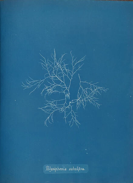 Polysiphonia subulifera, ca. 1853. Creator: Anna Atkins