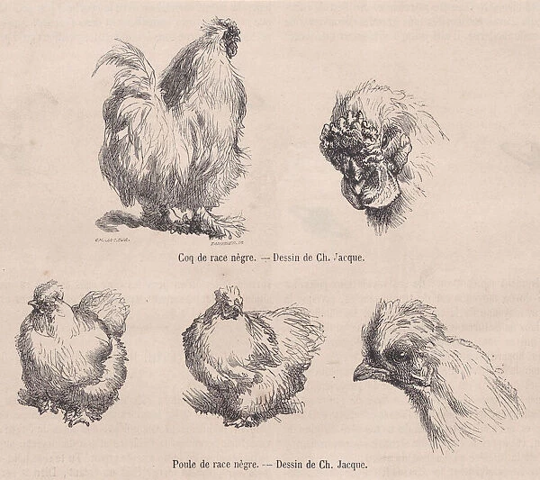 Silkie Cockerel and Silkie Hen, from 'Le Magasin Pittoresque', September 1861