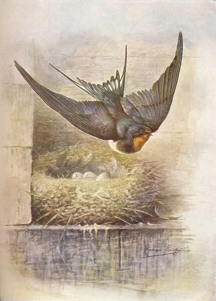 Swallow - Hirun do rus tica, c1910, (1910). Artist: George James Rankin