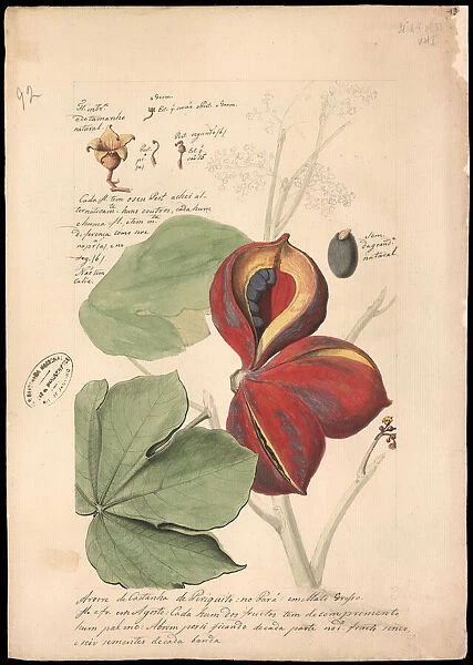 Theobroma bicolor, 1785. Creator: Freire, JoseJoaquim (1760-1847)