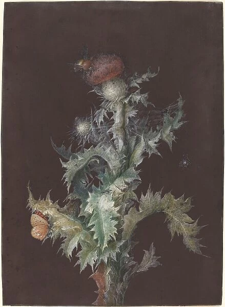 Thistle with Insects, c. 1755. Creator: Johann Christoph Dietzsch