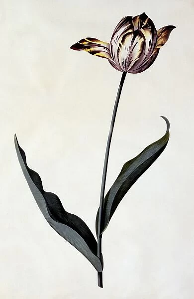 Tulip, c. 1745 (hand coloured engraving)