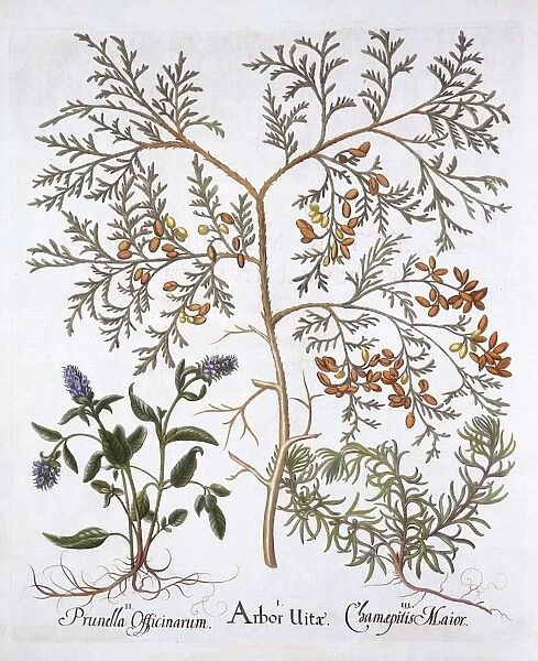 White Cedar, A Self-Heal and Yellow Bugle, from Hortus Eystettensis, by Basil Besler