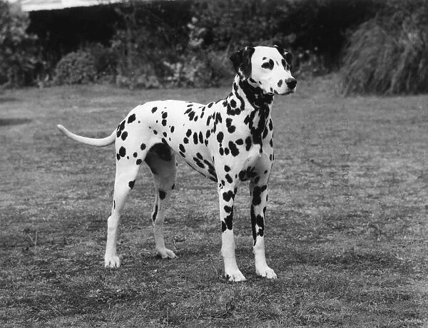 Dalmatian 1977