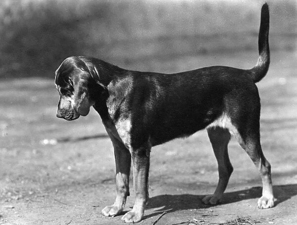 Fall  /  Bloodhound  /  1947