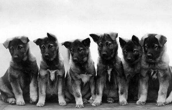 Fall  /  Elkhound  /  Puppies
