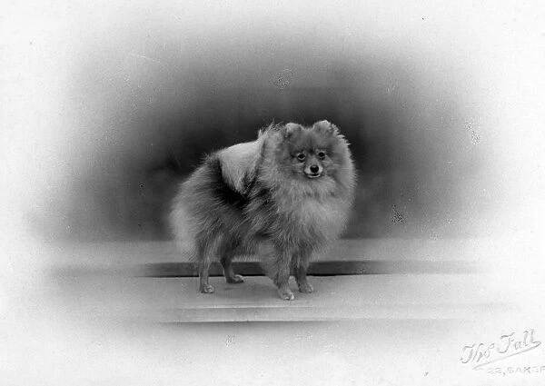 Fall  /  Pomeranian  /  1934