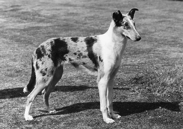 Fall  /  Smooth Collie  /  1961