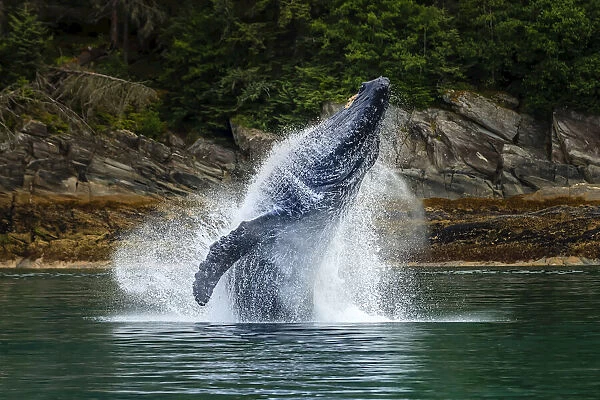 Breaching Humpback whale in Chatham Strait, Tongass National Forest, Southeast Alaska, USA