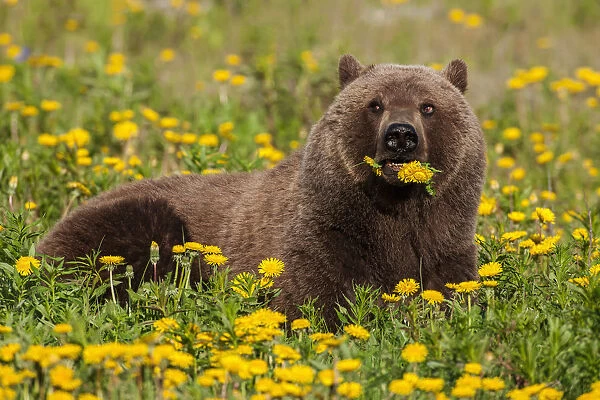 A Brown Bear Forages On Dandelions, Tatshenshini-Alsek Park, Accessible From The Haines To Haines Junction Section Of The Alaska Highway, Summer, Yukon, Canada