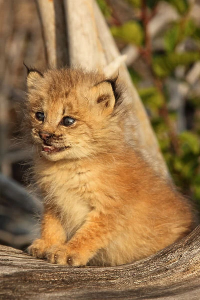 Canadian Lynx Kitten, Alaska