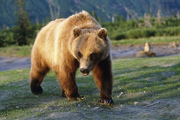 Captive Brown Bear Walking Within Alaska Wildlife Conservation Center Summer Southcentral Alaska