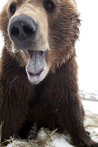 Captive: Close Up Of A Brown Bear With Mouth Open, Alaska Wildlife Conservation Center, Southcentral Alaska, Spring