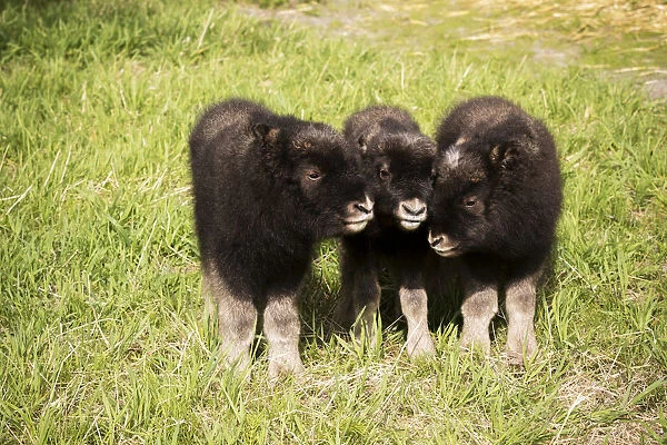 Captive: Three Newborn Calf Musk Ox Stand Together, Alaska Wildlife Conservation Center, Southcentral Alaska, Summer