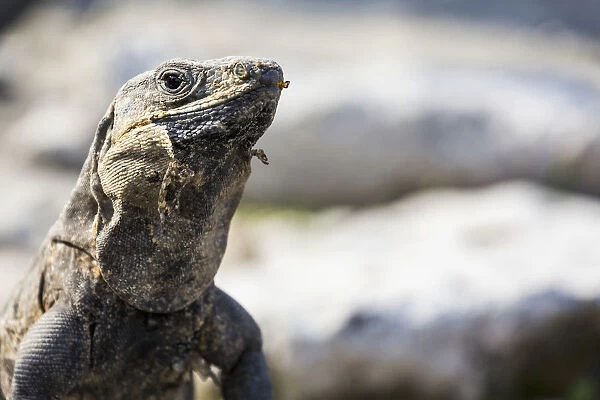 Close Up Of A Lizard; Tulum, Quintana Roo, Mexico