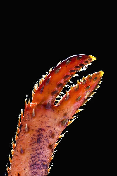 Close Up Of A Lobster Claw Against A Black Background; Calgary, Alberta, Canada