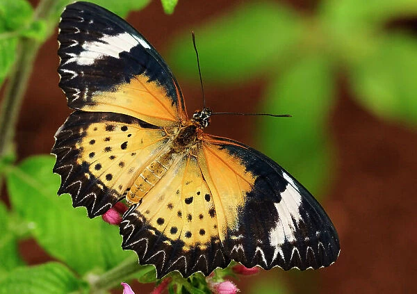 NA. Closeup of a leopard lacewing butterfly, Cethosia cyane, perched on flowers