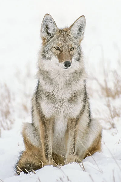 Coyote sitting in a snow covered field looking out over landscape, USA