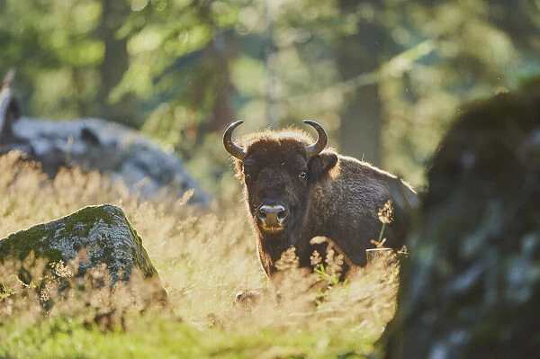 European bison, Bavarian Forest National Park, Bavaria, Germany
