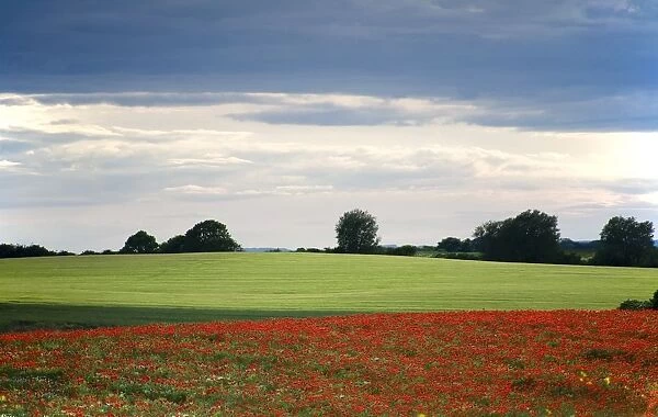 Field With Red Flowers, Yorkshire, England