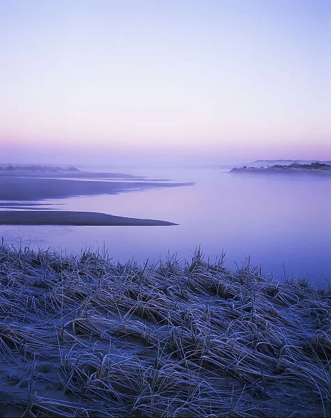 Frost Coats The Beach Grass On The Salt Marsh; Florence, Oregon, United States Of America