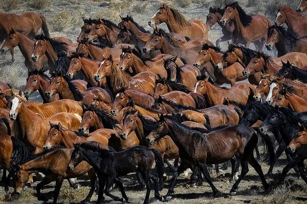 Gathering wild horses in the Nevada desert, USA