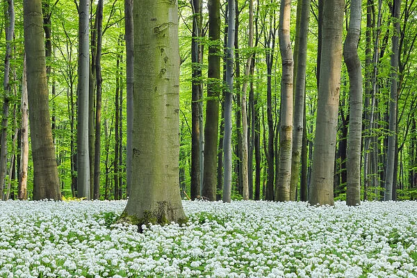 Ground cover of ramsons (Allium ursinum) in a beech tree (fagus sylvatica) forest in spring in the Hainich National Park in Thuringia, Germany