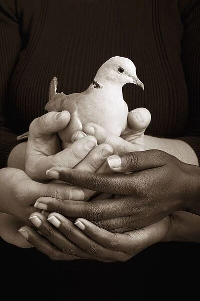 Many Hands Holding A Dove