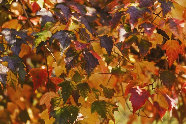 Japanese Maple Leaves In Autumn; Edmonton, Alberta, Canada