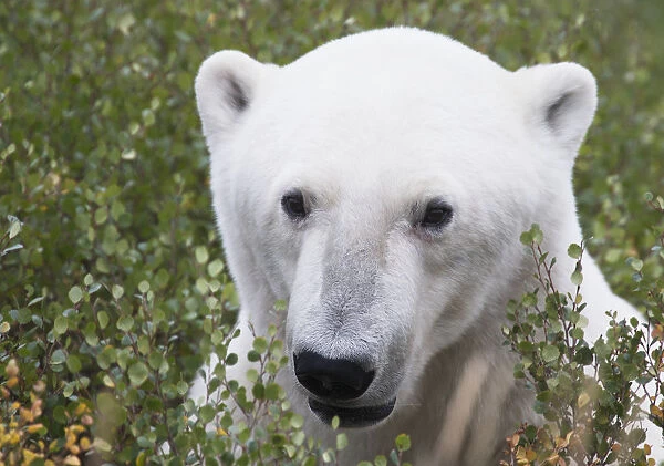 Large Male Polar Bear (Ursus Maritimus) Sitting In The Willow Bushes Near Churchill; Manitoba, Canada