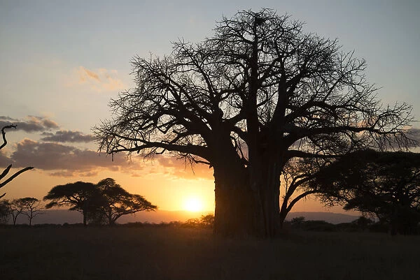 Leafless Baobab Tree At Sunset, Tarangire National Park; Tanzania