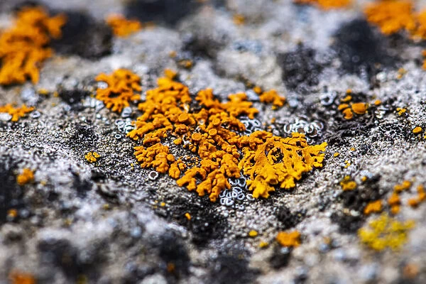Lichen growing on rock