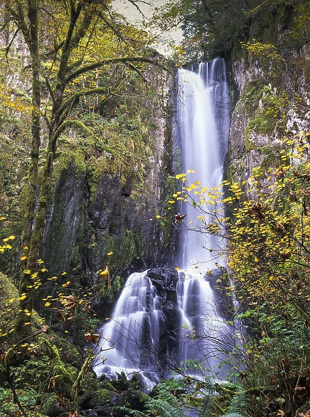 Lower Kentucky Falls, Siuslaw National Forest; Florence, Oregon, United States Of America