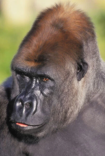 Lowland gorilla; Florida united states of america