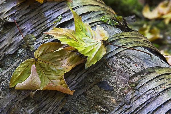 Maple leaves in autumn as they lay across a rotting log in a forest; British columbia canada
