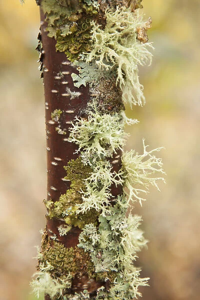 Moss Growing On A Birch Tree Trunk; Thunder Bay, Ontario, Canada