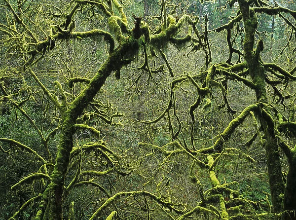 Mossy Trees Leafless In The Winter; Allegany, Oregon, United States Of America