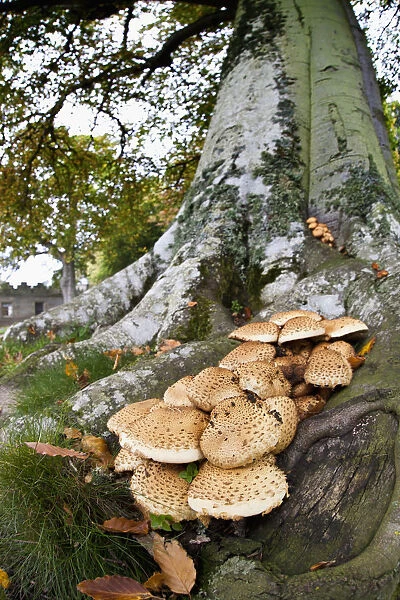 Mushrooms Growing At The Base Of A Tree; Scottish Borders, Scotland