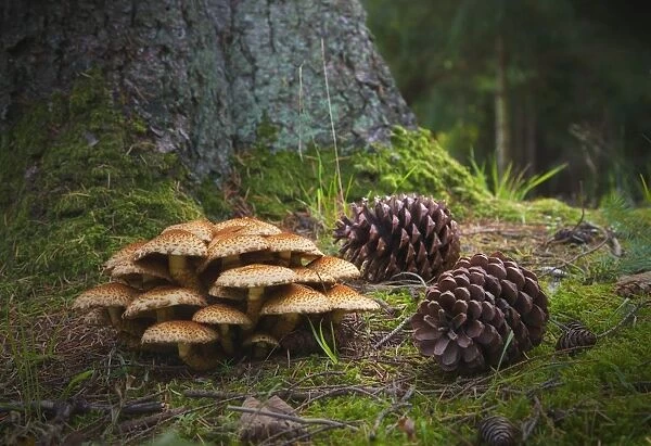 Mushrooms And Pine Cones On The Forest Floor; Northumberland, England
