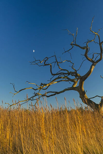 Old, Dead Tree Above Reeds With Moon Behind; Snape, Suffolk, England