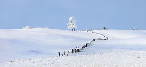 Parkland County, Alberta, Canada; A Tree And Fence In A Snow Covered Field In Winter