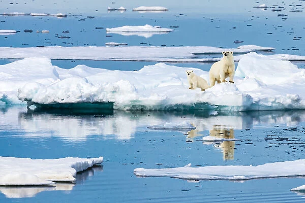 Polar bear mother and cub on iceberg, Svalbard, Norway
