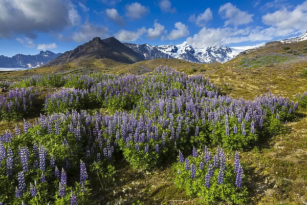 Scenic view of spring flowers with mountain in background, Svinafellsjokull, Skaftafell National Park, Iceland