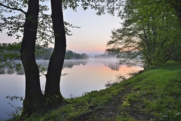 Shore with Trees at River Main in the Dawn, Spring, Dorfprozelten, Spessart, Franconia, Bavaria, Germany