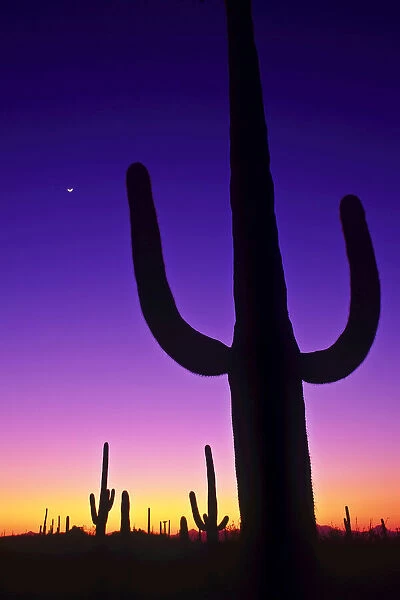 Sonoran desert at twilight with saguaro cacti and crescent moon