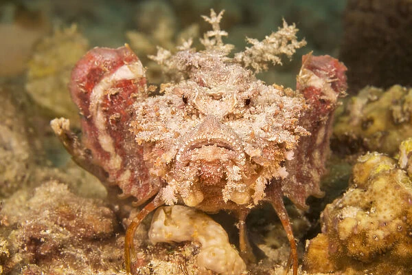 Spiny Devilfish, Philippines