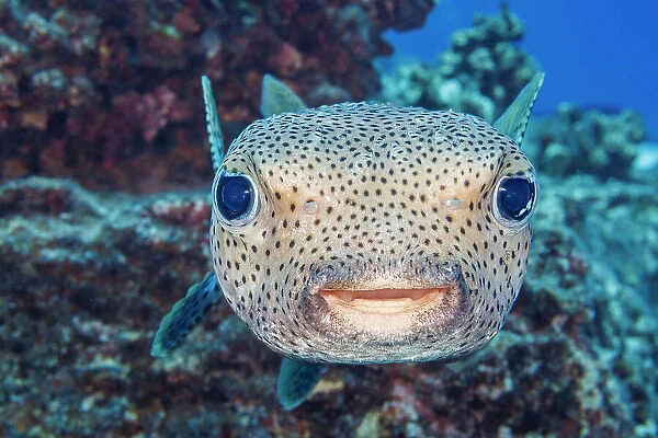 NA. The spotted porcupinefish, Diodon hystrix