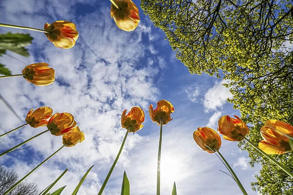 Tulips reaching for the sky