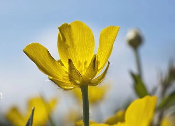 A Yellow Buttercup Against A Blue Sky; Northumberland, England