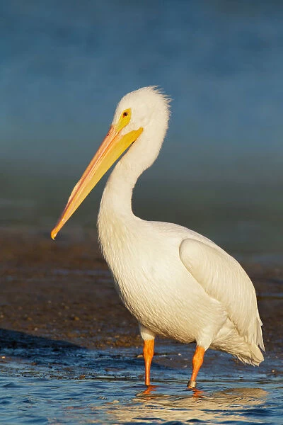 American White Pelican (Pelecanus erythrorhynchos), Florida, USA